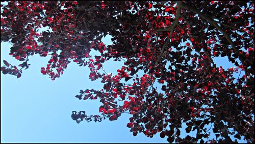 Low angle view of tree against sky