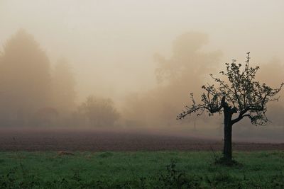 Scenic view of grassy field in foggy weather