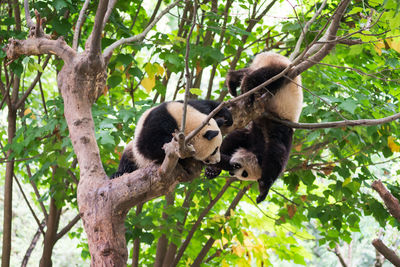 Low angle view of an animal on tree