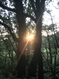 Sunlight streaming through trees in forest