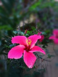 Close-up of pink hibiscus blooming outdoors