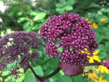 Close-up of pink flowering plant