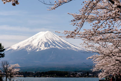 Scenic view of the fuji mountains during cherry blossom at kawaguchiko in tokyo, japan.