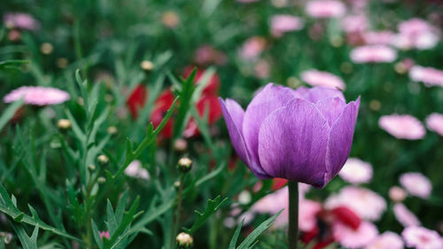 Close-up of purple crocus flowers on field