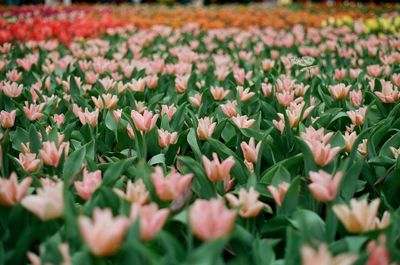 Close-up of tulip flowers on field