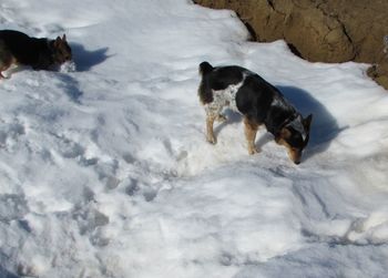 Dog on snow covered landscape