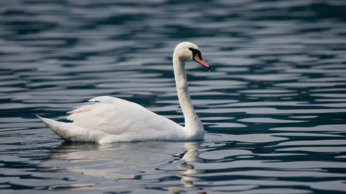 Swan swimming in lake