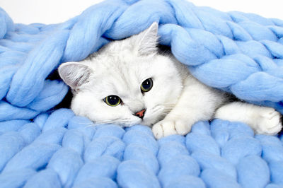 Close-up portrait of cute cat