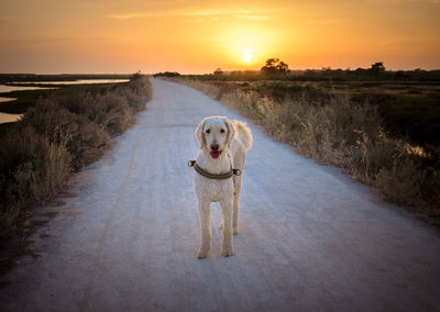 Dog on landscape against sky during sunset