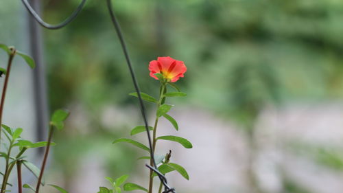 Close-up of red flower blooming outdoors