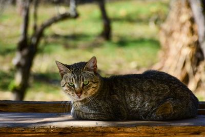 Portrait of a cat sitting outdoors