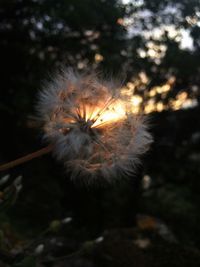 dandelion