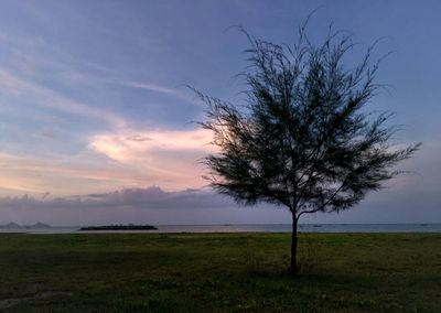 Tree on field against sky