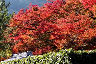 Trees in park during autumn