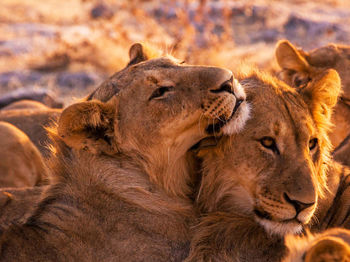 Close-up of a cats