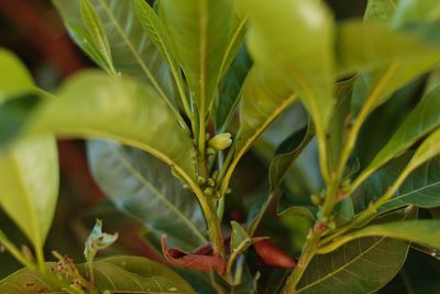 Close-up of fresh green plant