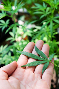 Close-up of hand holding leaves