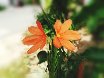 Close-up of orange flowering plant