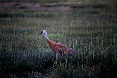 Side view of a bird on field