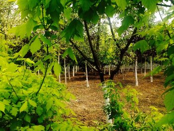 Trees growing in forest