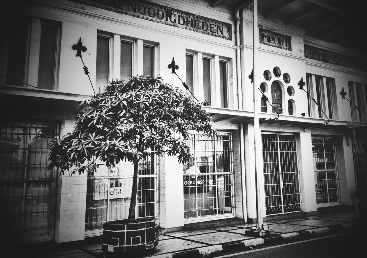 architecture, building exterior, built structure, window, potted plant, house, plant, residential building, low angle view, growth, residential structure, decoration, building, balcony, no people, facade, day, flower, outdoors, door