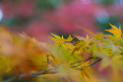 Close-up of yellow flowering plant