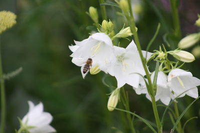 Close-up of white flowers blooming outdoors