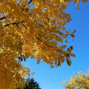 Low angle view of autumnal tree against clear blue sky