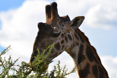 Low angle view of giraffe against sky