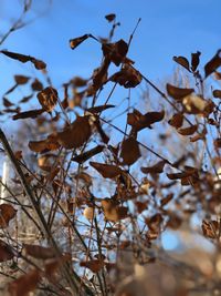 Low angle view of flowering plant against sky