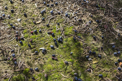 High angle view of birds on land