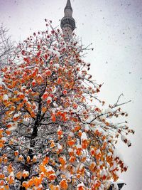 Low angle view of flowers on tree