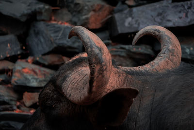 Close-up of a buffalo