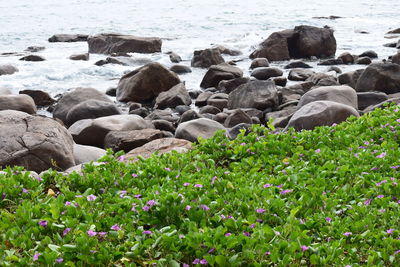 Rocks on sea shore