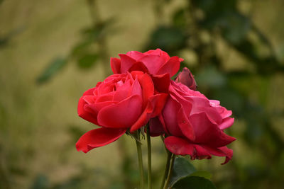 Close-up of pink rose