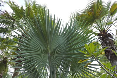 Low angle view of palm tree against clear sky