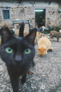 Close-up of cat walking on footpath