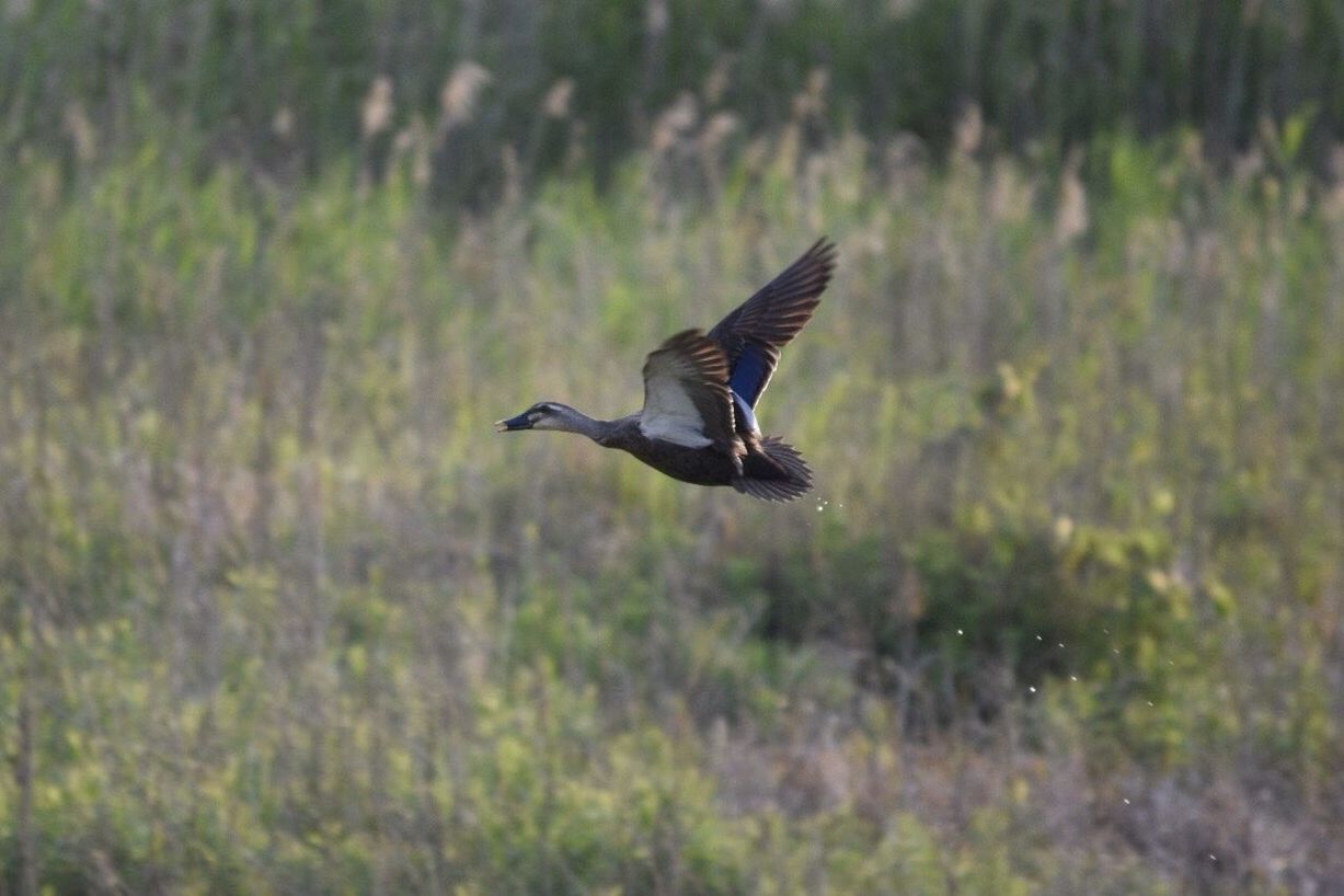 animal themes, animals in the wild, one animal, bird, wildlife, flying, spread wings, focus on foreground, mid-air, nature, full length, selective focus, beauty in nature, insect, outdoors, no people, motion, zoology, side view, day