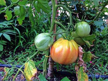 Close-up of fruit growing on tree