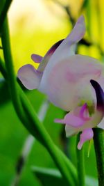 Close-up of fresh flower blooming in nature