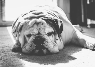 Close-up of a dog sleeping