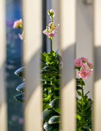 Close-up of flowers against blurred background