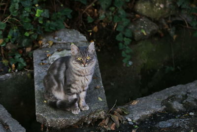 Portrait of cat on stone