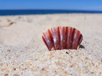 Close-up of shell on beach