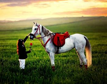 Horses on grassy field