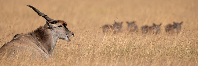 Panorama of eland in grass near warthog
