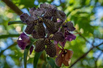 Close-up of flowering plant