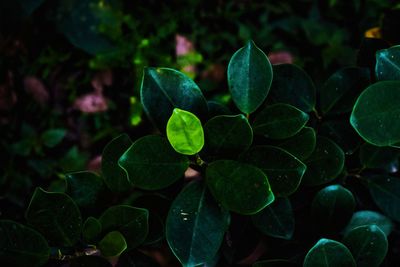 High angle view of fresh green leaves in water