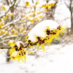 Close-up of yellow cherry blossoms in spring