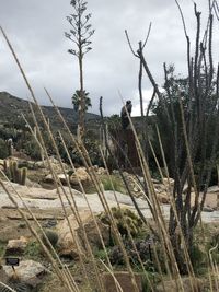 Bare trees on field against sky